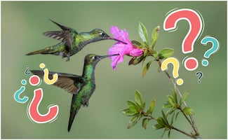 ¿Viste un colibrí en tu jardín?; estos son 7 significados según distintas culturas