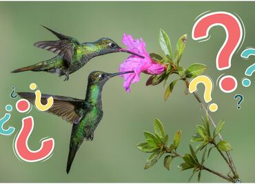 ¿Qué significa ver un colibrí verde en tu jardín?