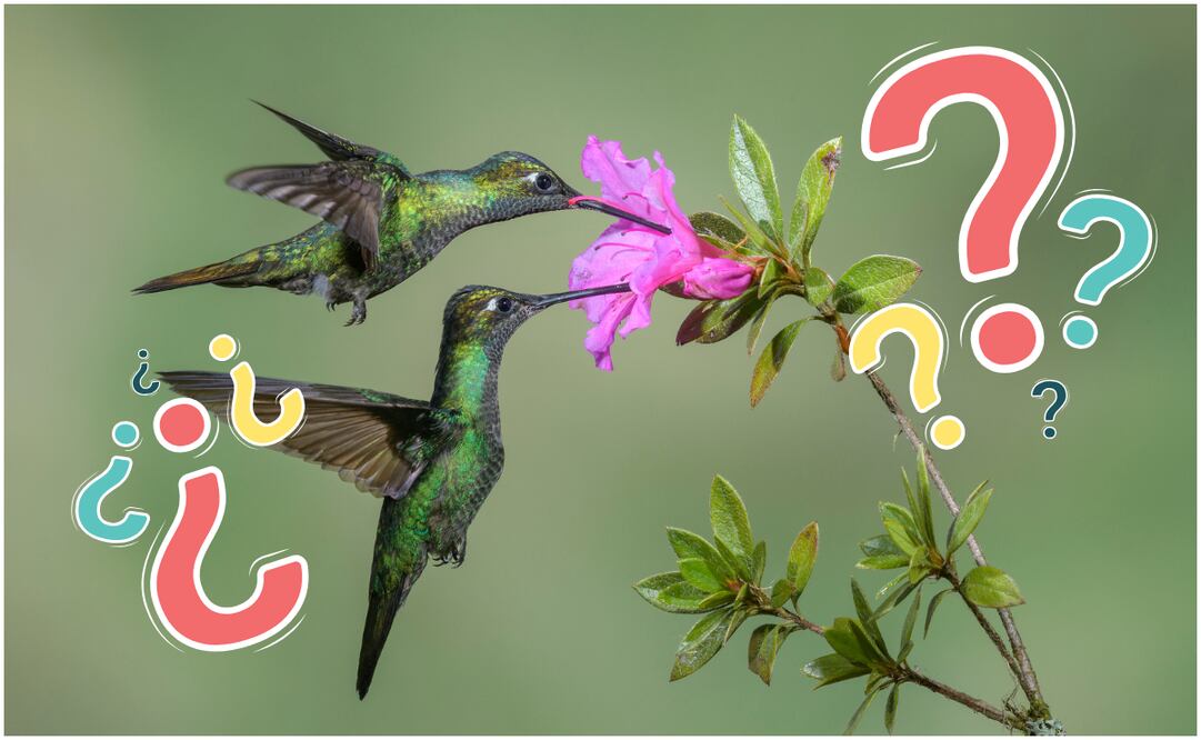 Conoce el significado de la visita de un colibrí verde a tu jardín. Foto: Canva