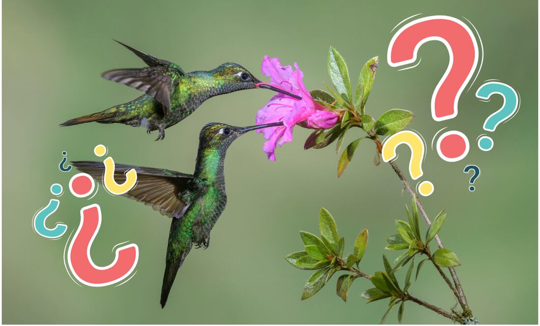 Conoce el significado de la visita de un colibrí verde a tu jardín. Foto: Canva