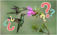 ¿Viste un colibrí en tu jardín?; estos son 7 significados según distintas culturas