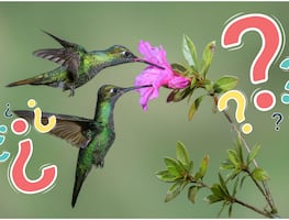 ¿Qué significa ver un colibrí verde en tu jardín?