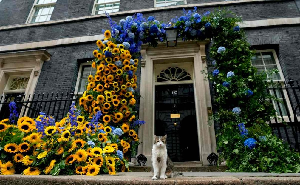 Adoptado en 2011, el minino patrulla Downing Street y roba protagonismo a líderes mundiales que visitan Londres, foto del miércoles 24 de agosto de 2022. (15/02/26) Foto: AP