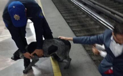 Rescatan a perrito de las vías del Metro en Iztapalapa Línea 8; la circulación de trenes no se vio afectada