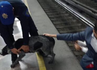 Rescatan a perrito de las vías del Metro en Iztapalapa Línea 8; la circulación de trenes no se vio afectada