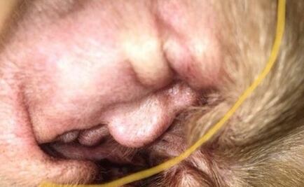 Hay un presidente dentro de la oreja de este perro, ¿ya lo viste?