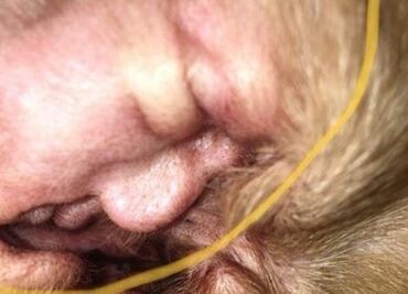 Hay un presidente dentro de la oreja de este perro, ¿ya lo viste?