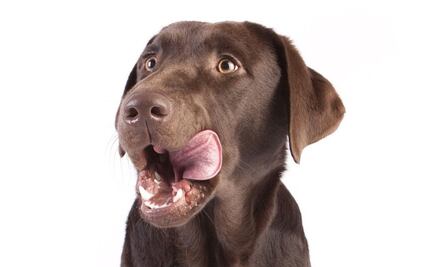 Conoce los 3 tipos de quesos que puede comer tu perro