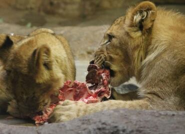 Esto es lo que comen los leones, según biólogo