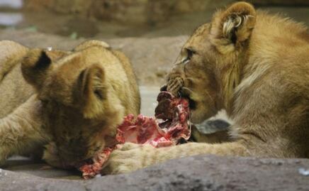 Esto es lo que comen los leones, según biólogo