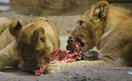 Esto es lo que comen los leones, según biólogo