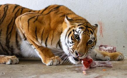 7 felinos rescatados de santuario en Tlalpan recuperan peso en Chapultepec, dice Gobierno