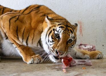 7 felinos rescatados de santuario en Tlalpan recuperan peso en Chapultepec, dice Gobierno