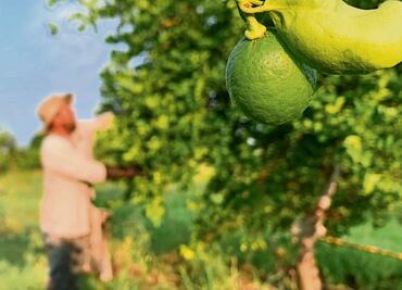 Sin limonada ni nieve de limón