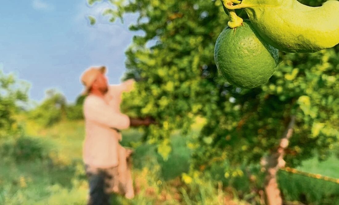 Precio del limón por las nubes Foto: Archivo / EL UNIVERSAL