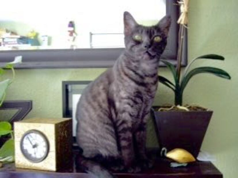 Día del Gato: ¿Por qué lo celebramos tres veces al año?