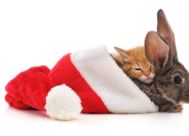 Avon anuncia su compromiso por eliminar el uso de pruebas en animales