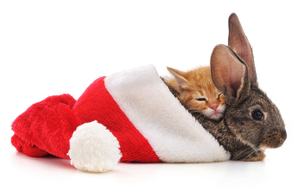 La marca de cosmeticos fue aplaudida por PETA Foto: Cortesía