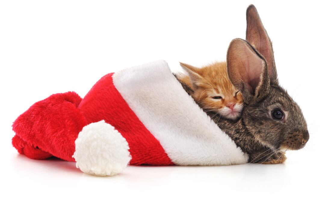 La marca de cosmeticos fue aplaudida por PETA Foto: Cortesía