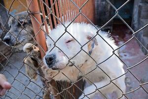 CDMX rescata casi mil perros de refugio; estaban hacinados