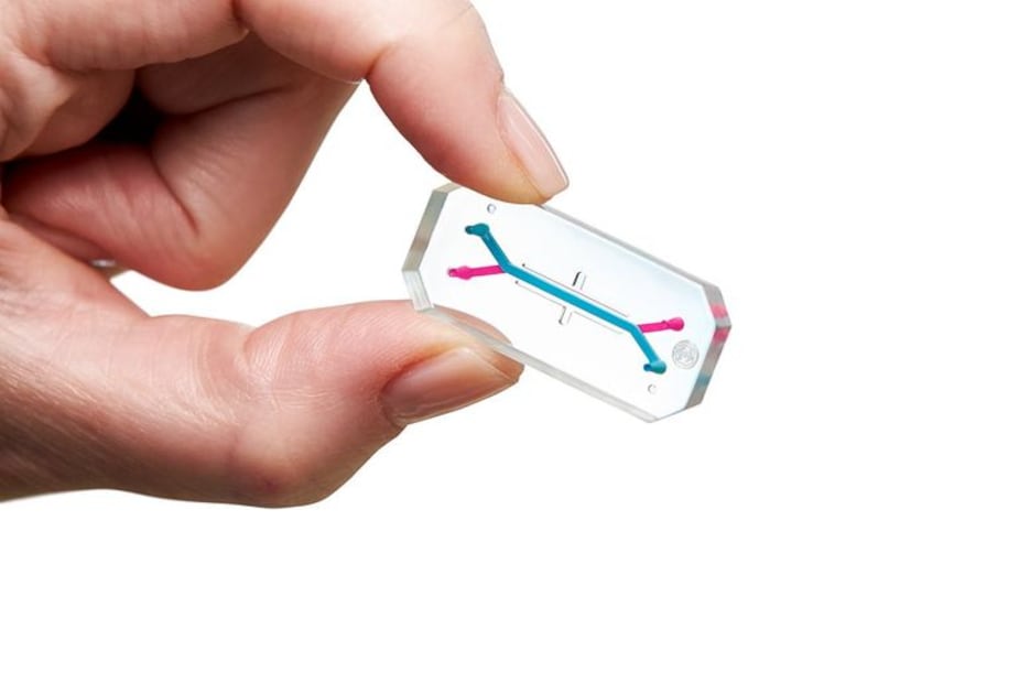 Cuando los fragmentos de órganos regresen de su misión Artemis, los investigadores examinarán cómo el vuelo espacial afectó a los fragmentos de médula ósea mediante la secuenciación de ARN de células individuales, una técnica avanzada que mide cómo cambian miles de genes dentro de cada célula. Foto: NASA