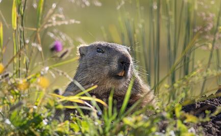Muere "Fred", la marmota de Quebec, y canadienses se quedan sin saber cuándo acabará el invierno