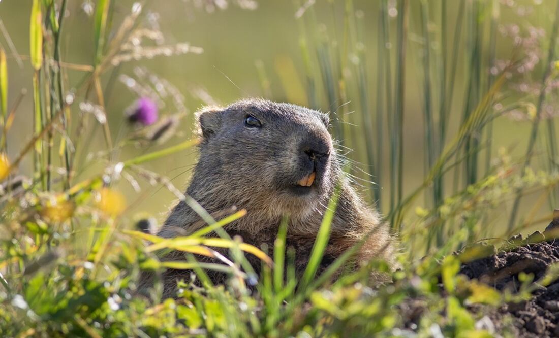 Foto: Ilustrativa. Pixabay