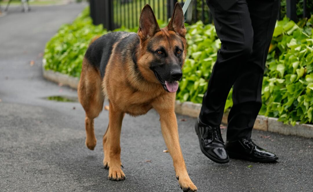 El perro del presidente estadounidense Joe Biden, Commander, pasea por los terrenos de la Casa Blanca, en Washington, el 29 de abril de 2023. Foto: AP