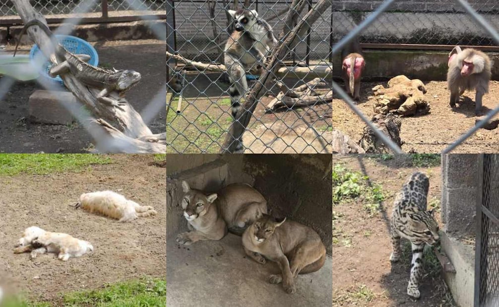 Aseguran 11 animales exóticos en Chalco; detienen a un presunto traficante.
Foto: Especial.