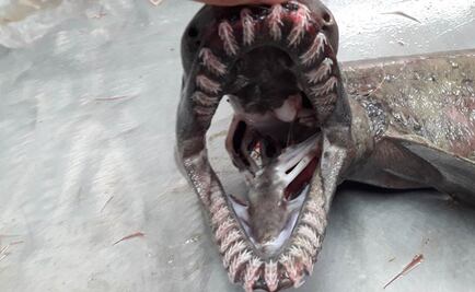 Encuentran tiburón "prehistórico" vivo en Portugal