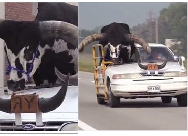 VIDEO: ¿Torito Watusi, el mejor copiloto de Nebraska?; policía detiene a su dueño