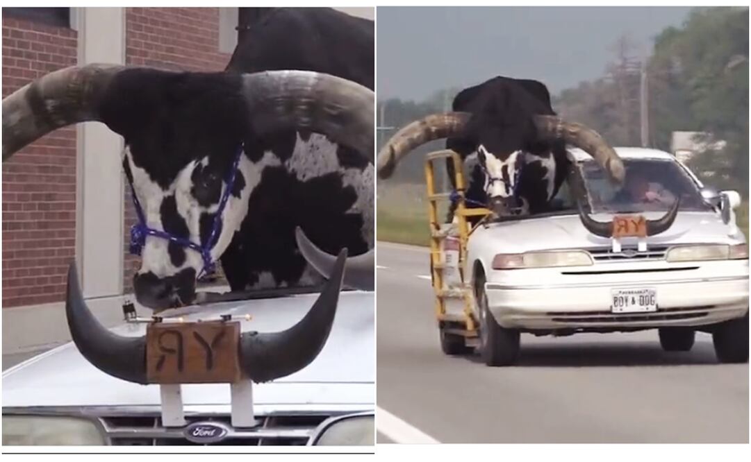 El toro Watusi lleva el nombre de Howdy Doody y es conocido por pasear cada año en los desfiles de su pueblo. Toro Watusi. Foto: Especial