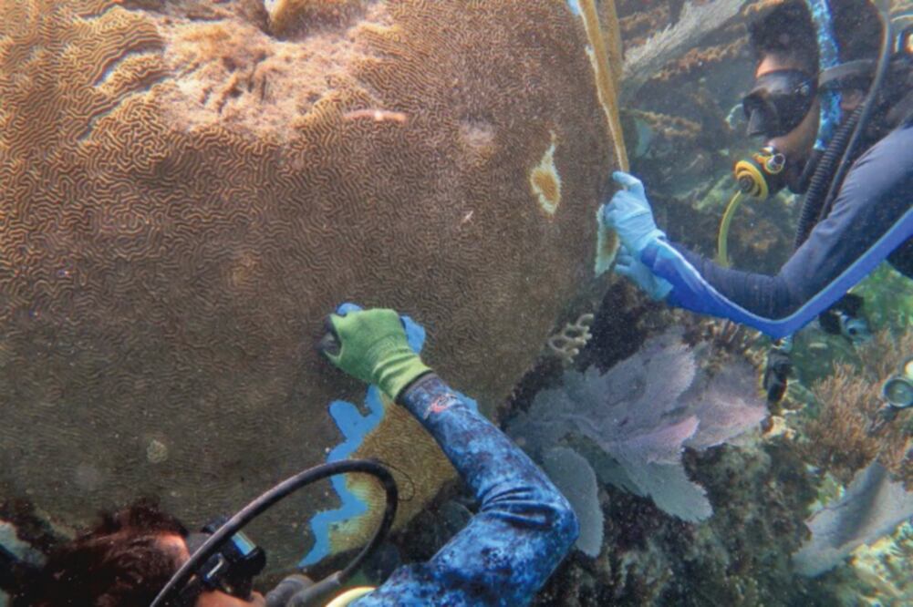 Las tasas de mortalidad que provoca la enfermedad son altas, pues los corales afectados mueren en cuestión de semanas, y su rango geográfico es amplio. Foto: CORTESÍA MELINA SOTO Y ERIC JORDAN