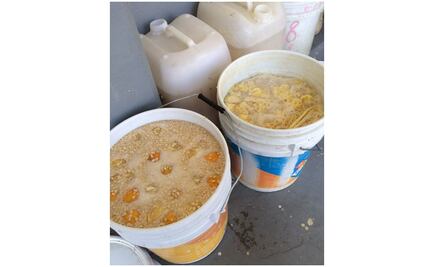 Decomisan 958 litros de pulque en penales de CDMX 