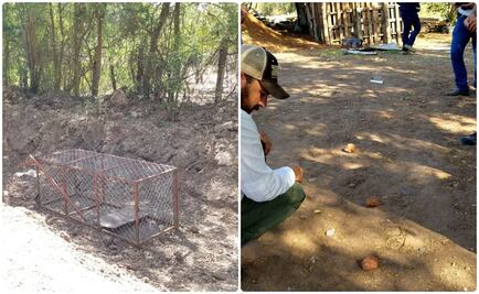 Rastrean a un puma joven en Guamuchil, Sinaloa