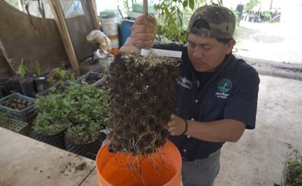 Con 17 especies de árboles buscan evitar deslaves en Xalapa