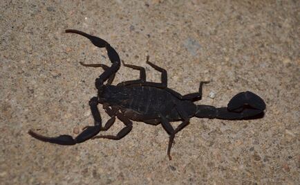 Reportan 399 casos de picadura de alacrán en Querétaro este año