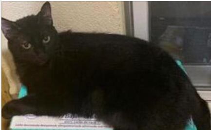 Sentencian a hombre que atropelló a un gato en León, Guanajuato