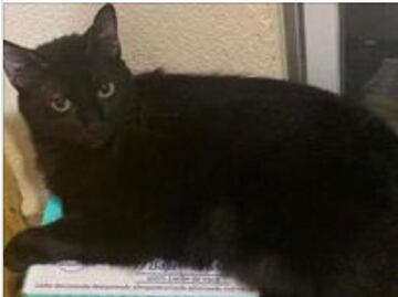 Sentencian a hombre que atropelló a un gato en León, Guanajuato