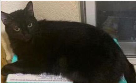 Sentencian a hombre que atropelló a un gato en León, Guanajuato