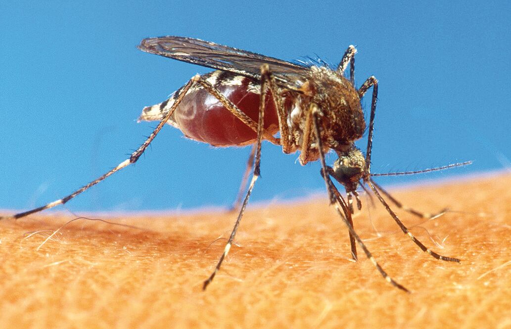 Chile confirma el primer contagio de zika por transmisión sexual