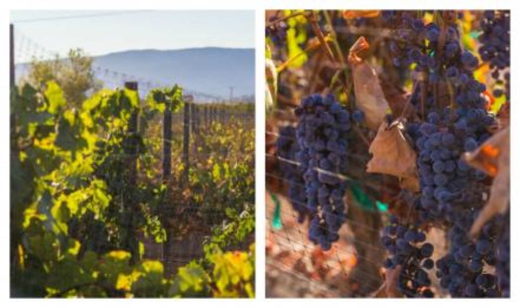 Concierto Enológico: música para millenials