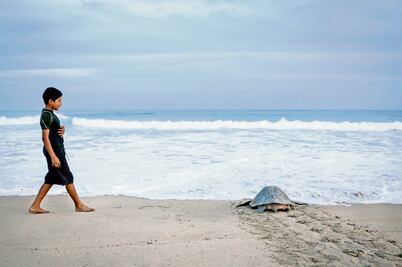 Tortugas golfinas, la travesía por la supervivencia