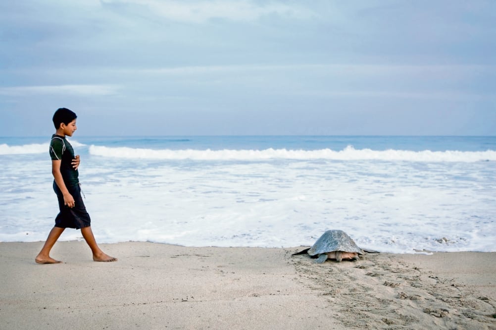 La especie de la tortuga golfina viaja desde América Central hasta el Pacífico Sur para anidar en costas mexicanas, en donde se enfrenta a la depredación natural y al constante saqueo de los lugareños. (FOTOS: MARIO ARTURO MARTÍNEZ)