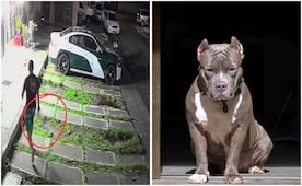 Hombre dispara a perrito de raza pitbull en Tecámac; vecinos y usuarios exigen su detención en redes 