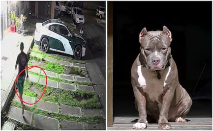 Hombre dispara a perrito de raza pitbull en Tecámac; vecinos y usuarios exigen su detención en redes