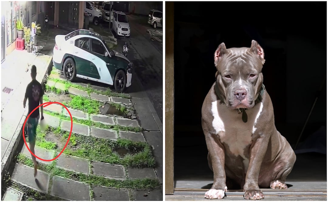 El caso ha desatado indignación entre las comunidades de rescate y protección de animales. Foto: Redes Sociales / Canva