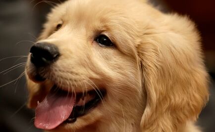 ¿Cómo evitar estrés en mascotas en las fiestas decembrinas?