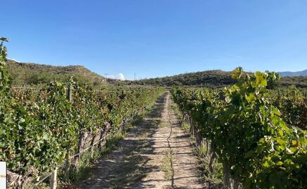Hombres con machetes invaden viñedos de “Casa Madero” en Parras, Coahuila