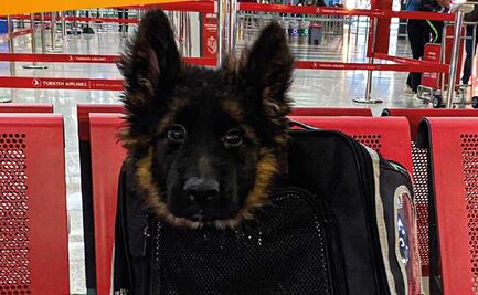 ¡De Turquía para México! Llega al AICM cachorro donado tras la muerte de Proteo, perrito rescatista de la Sedena